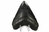 Fossil Megalodon Tooth - South Carolina #167993-2
